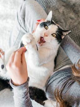 Your Cat Can Make Nearly 300 Unique Facial Expressions, Study Finds