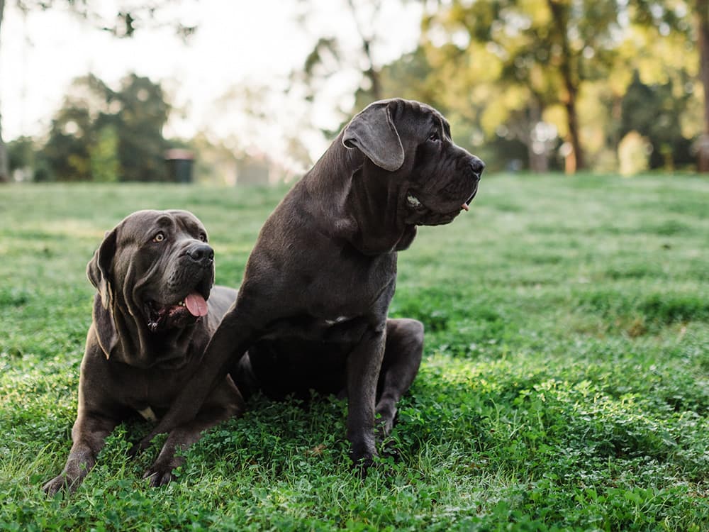 neapolitan mastiff