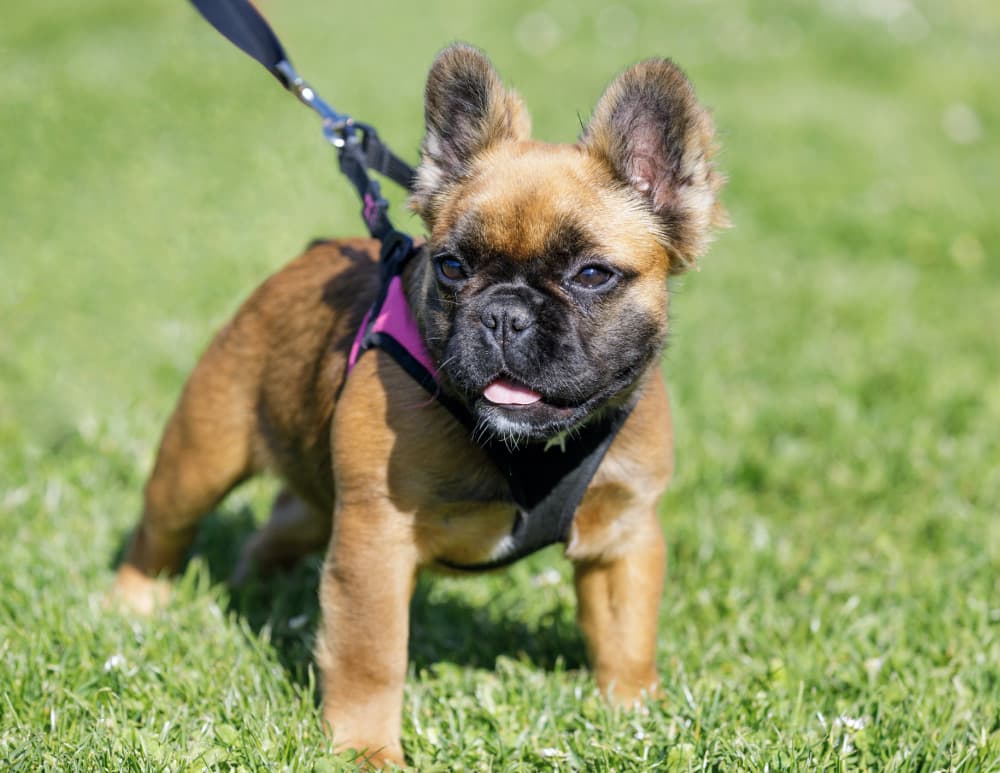 Long-haired French Bulldog Puppy