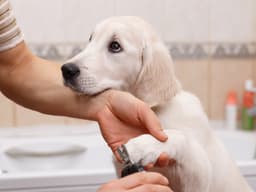 How to Groom Your New Puppy