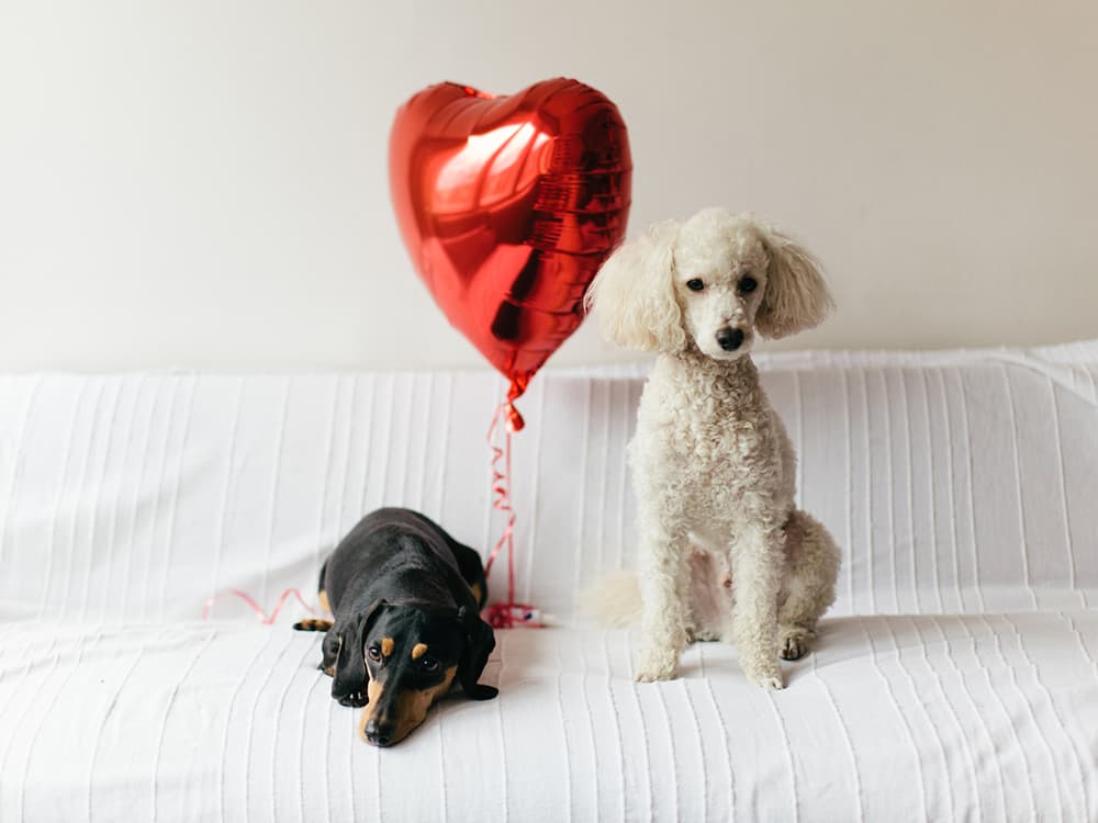 Blood Donor Dogs: The Importance of Canine Blood Transfusion