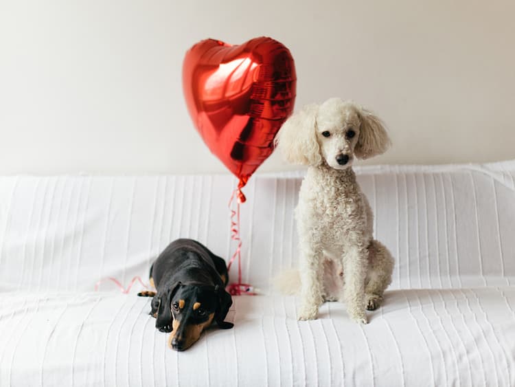 Blood Donor Dogs: The Importance of Canine Blood Transfusion