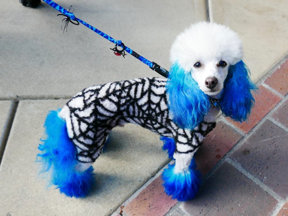 (Fur) Dye Another Day: Celebrity Groomer Jess Rona on This Halloween Question