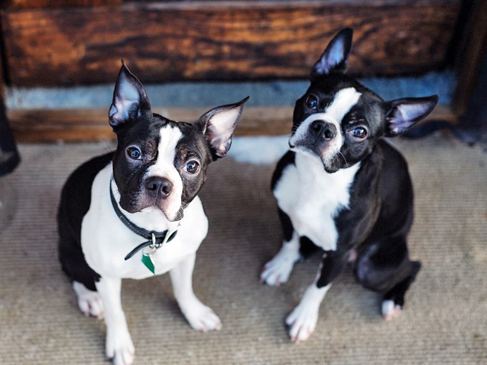two boston terrier dogs sitting