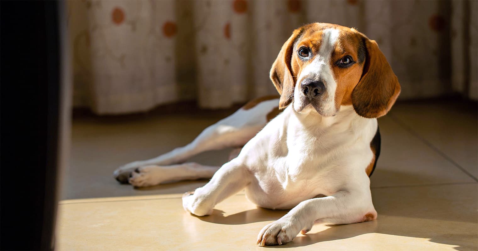What Does It Mean to Rehome a Beagle?