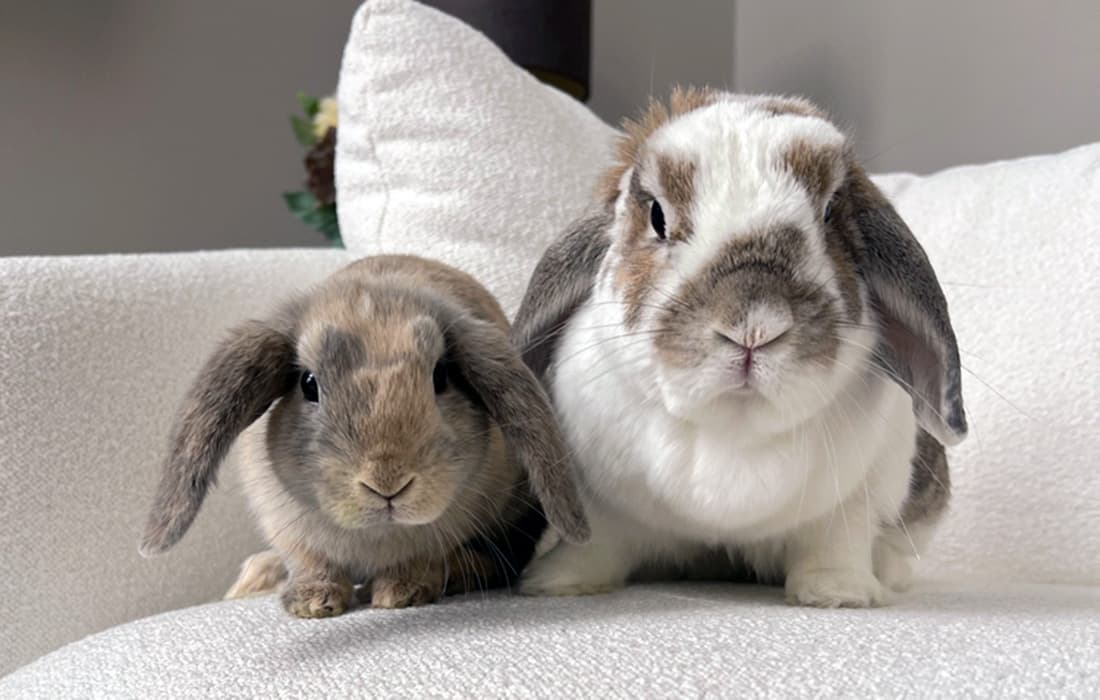 pair of rabbits on a sofa