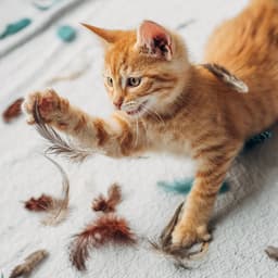 Is Orange Cat Behavior Real? The Truth Behind the TikTok Trend
