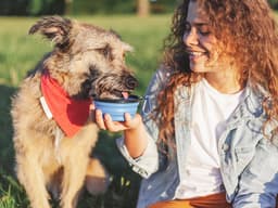 Should Your Dog Be Drinking Electrolytes?