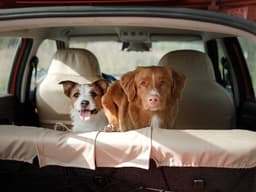 10 Best Dog-Friendly Cars Perfect for Your Next Road Trip