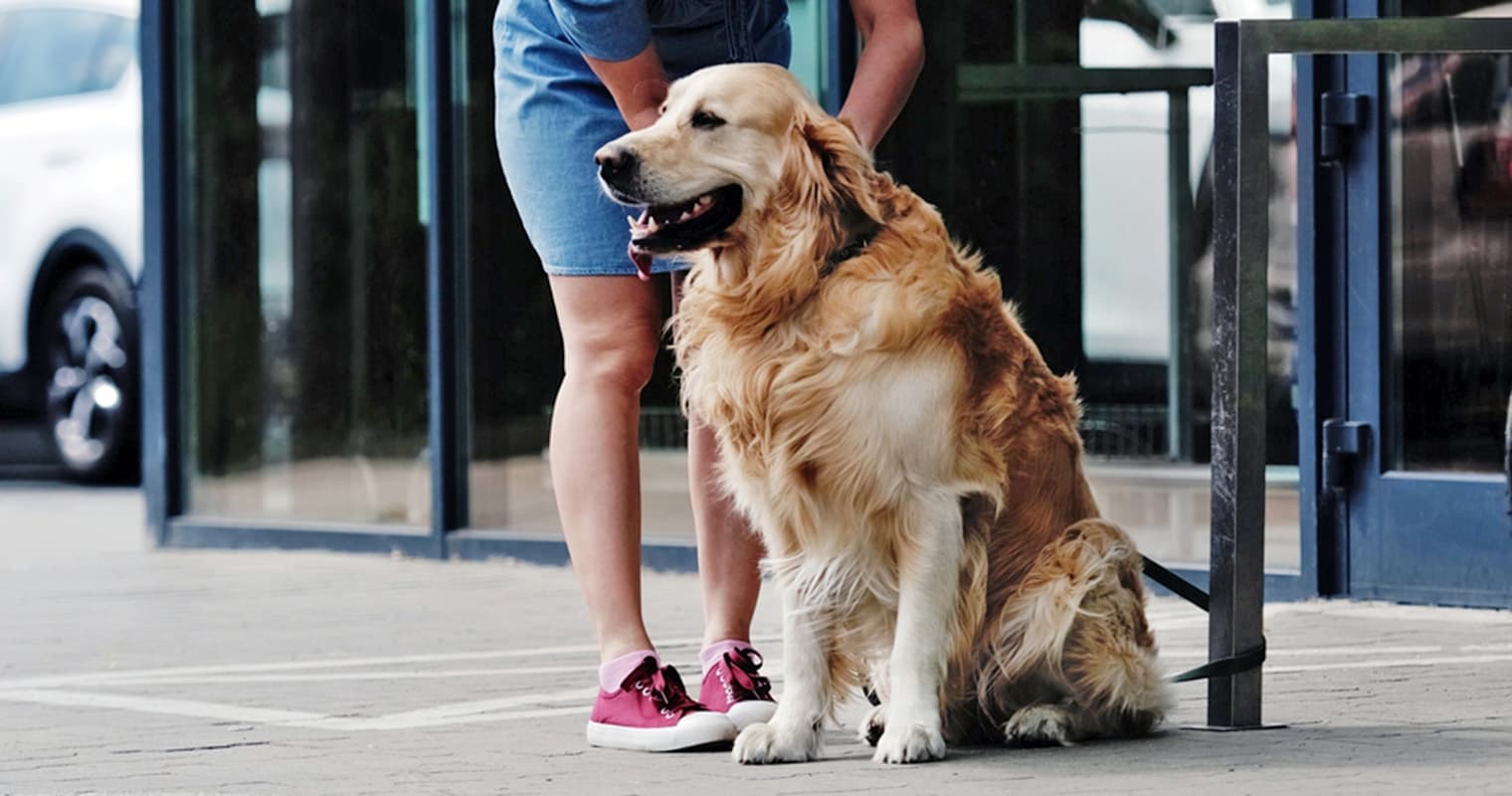 How Do I Rehome My Golden Retriever?