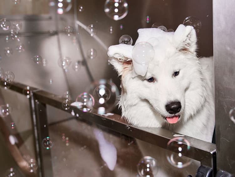 Where to Groom Your Dog Outside of Your Tiny NYC Bathroom