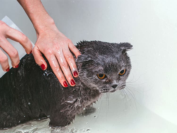 How to Give Your Cat a Bath