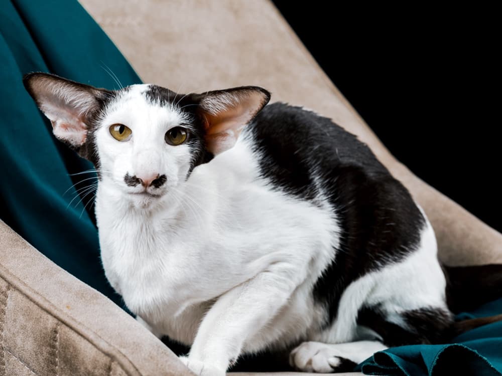 Black and white oriental cat