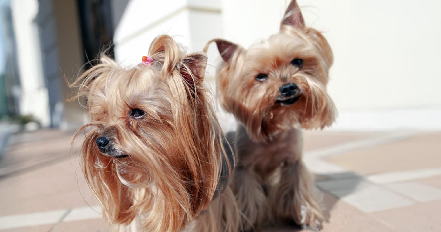What’s the Difference Between a Silky Terrier and a Yorkie?