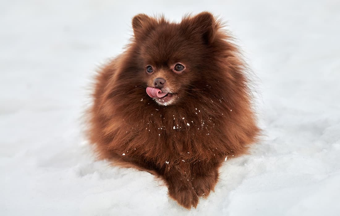 What is the Best Way to Rehome a Pomeranian?