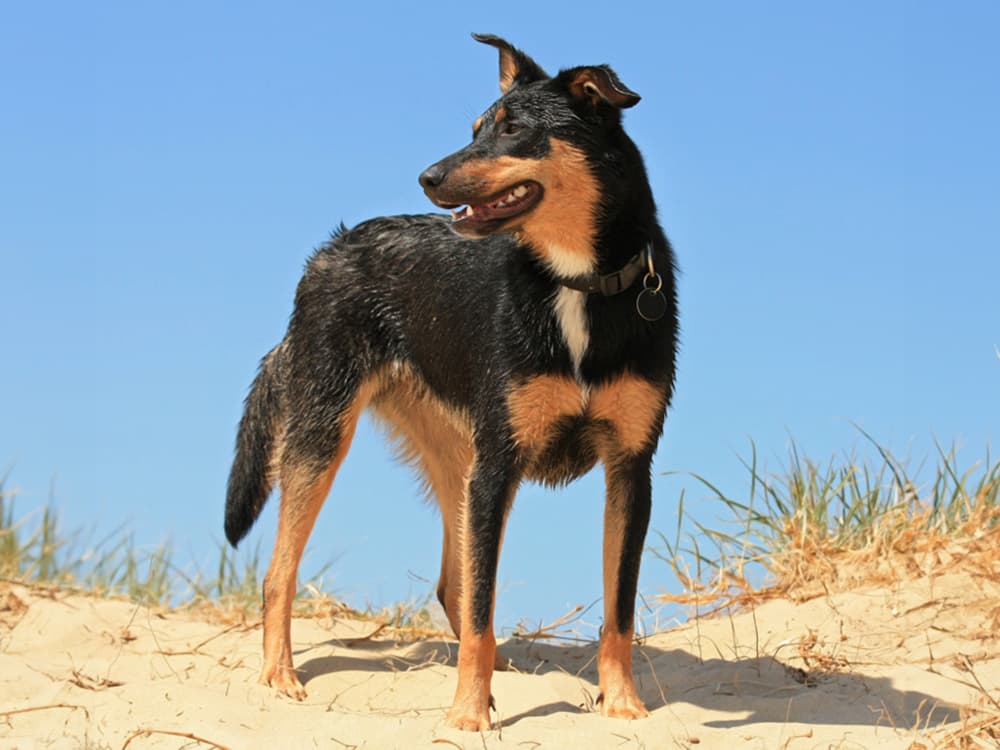 australian kelpie dog