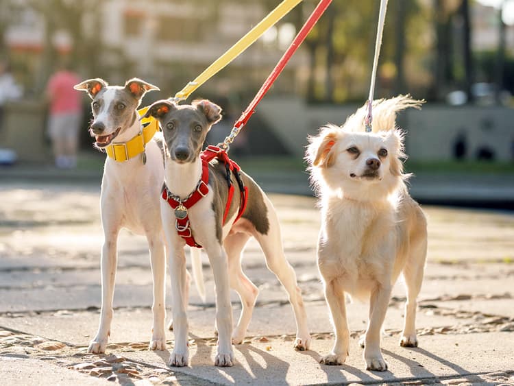 Harness vs. Collar: Which Is Better for Your Dog?
