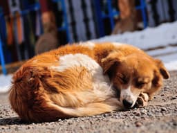 Four Things to Do If You Want to Adopt a Dog From Another Country
