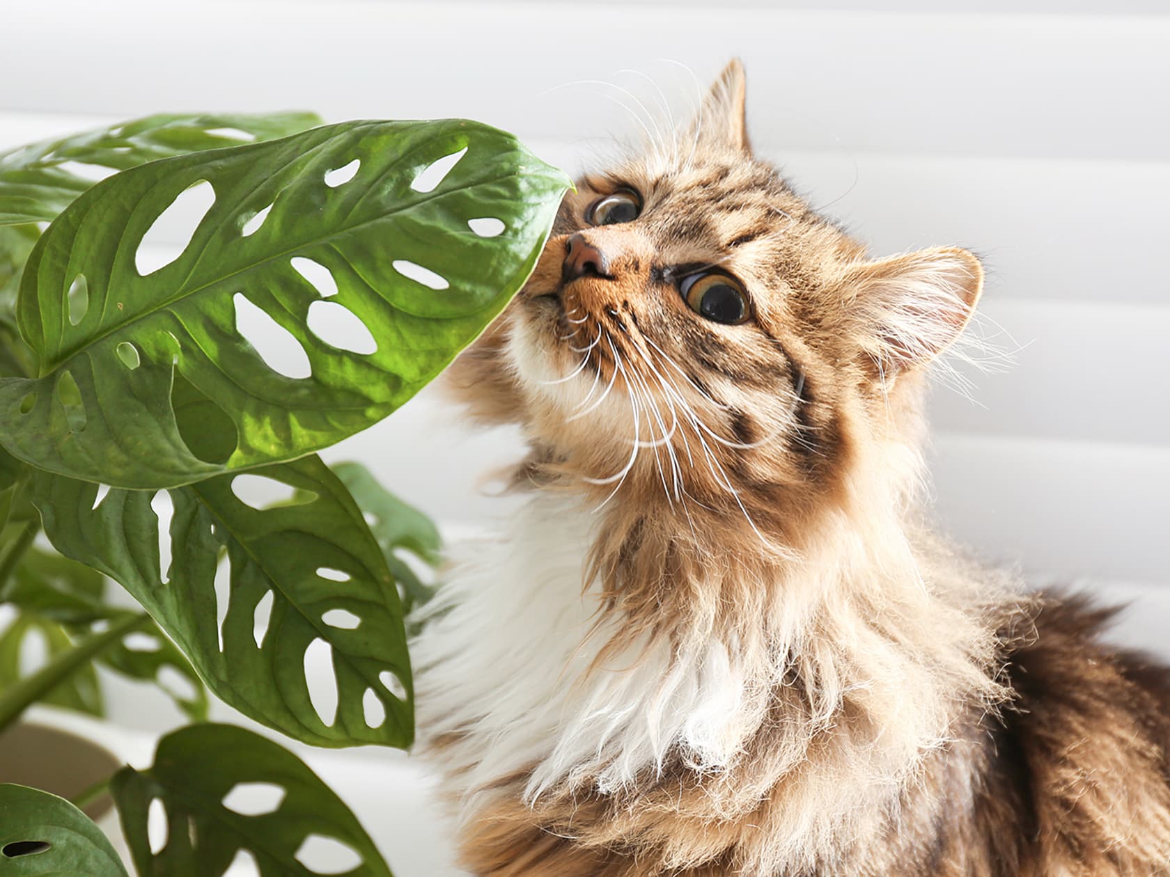 Household Plants That Are Toxic to Cats