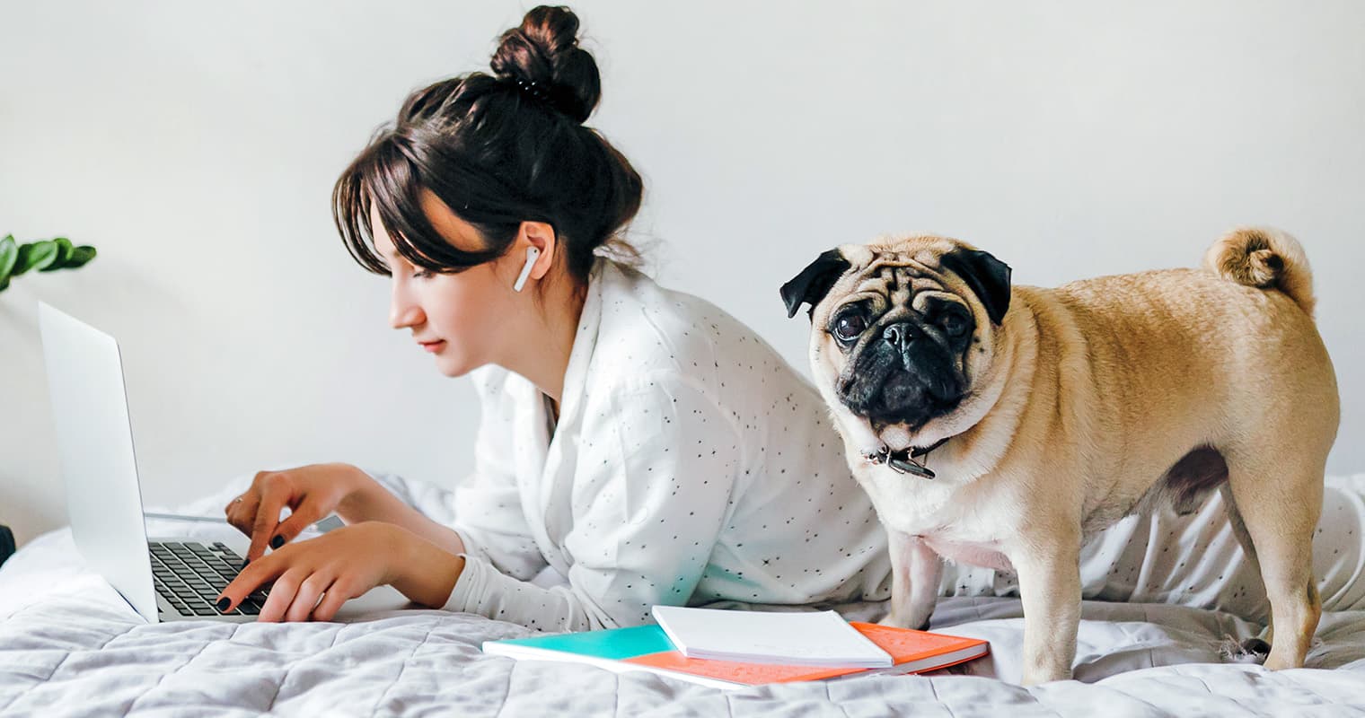 Do You Have to Pay to Rehome a Pug?