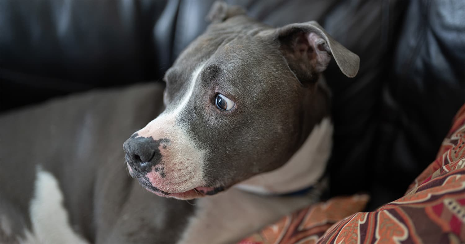 Do Dogs Carry Tetanus?