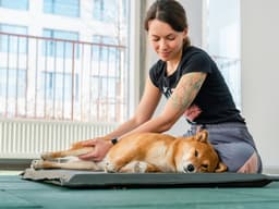 Does Your Dog Need a Massage?