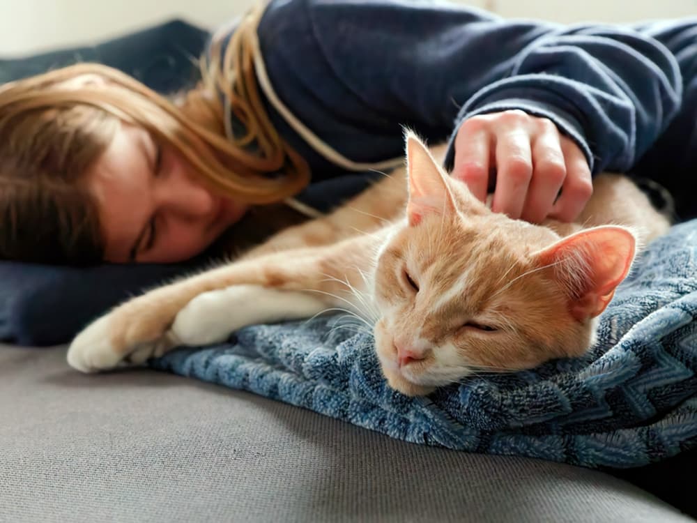 Pancreatitis in Cats: Symptoms, Causes, and Treatments