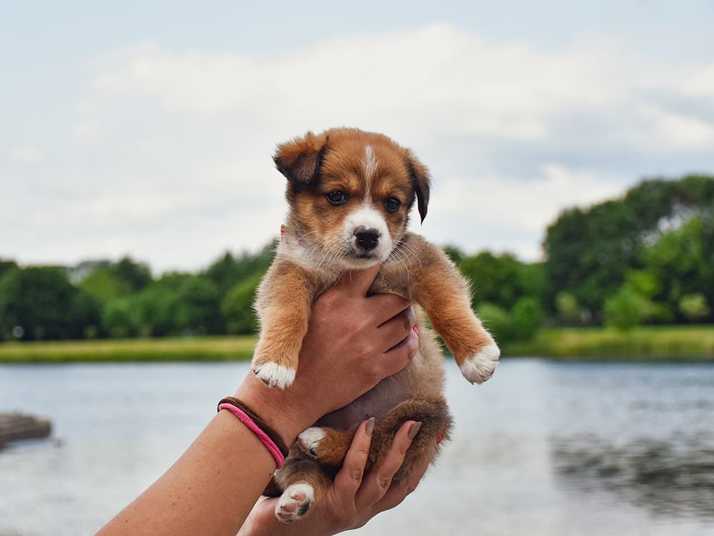 How to Socialize a Puppy