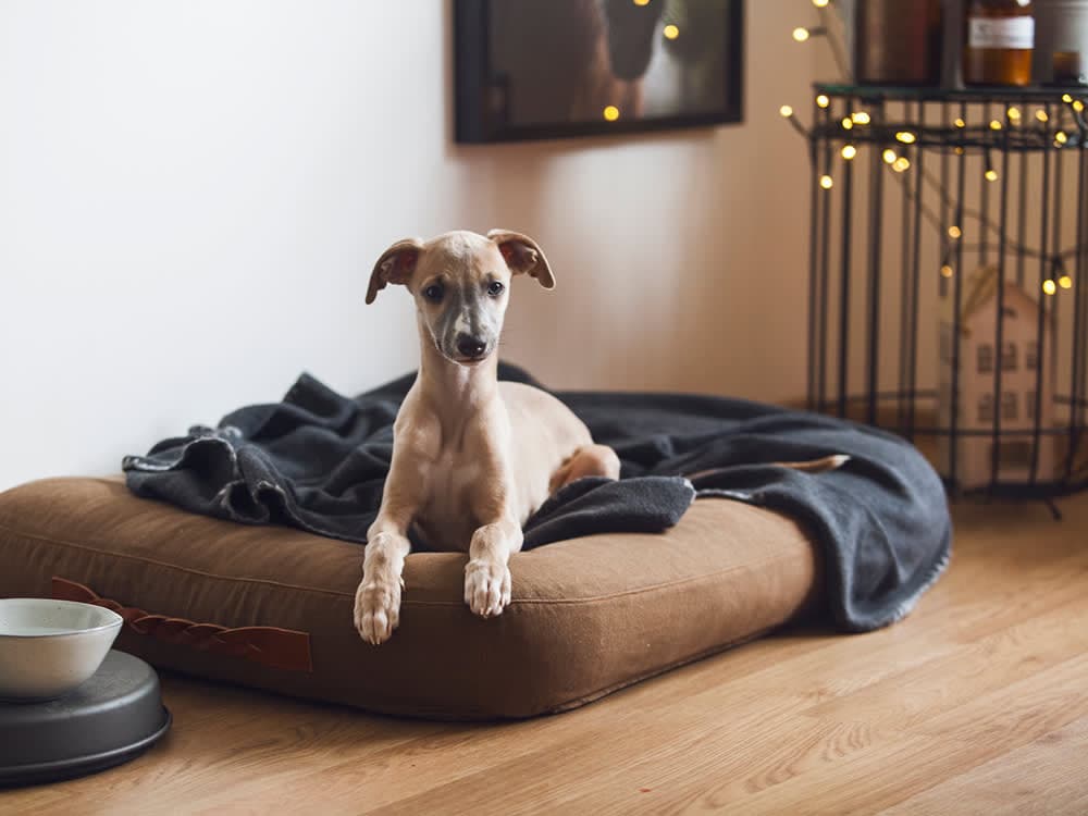 Whippet