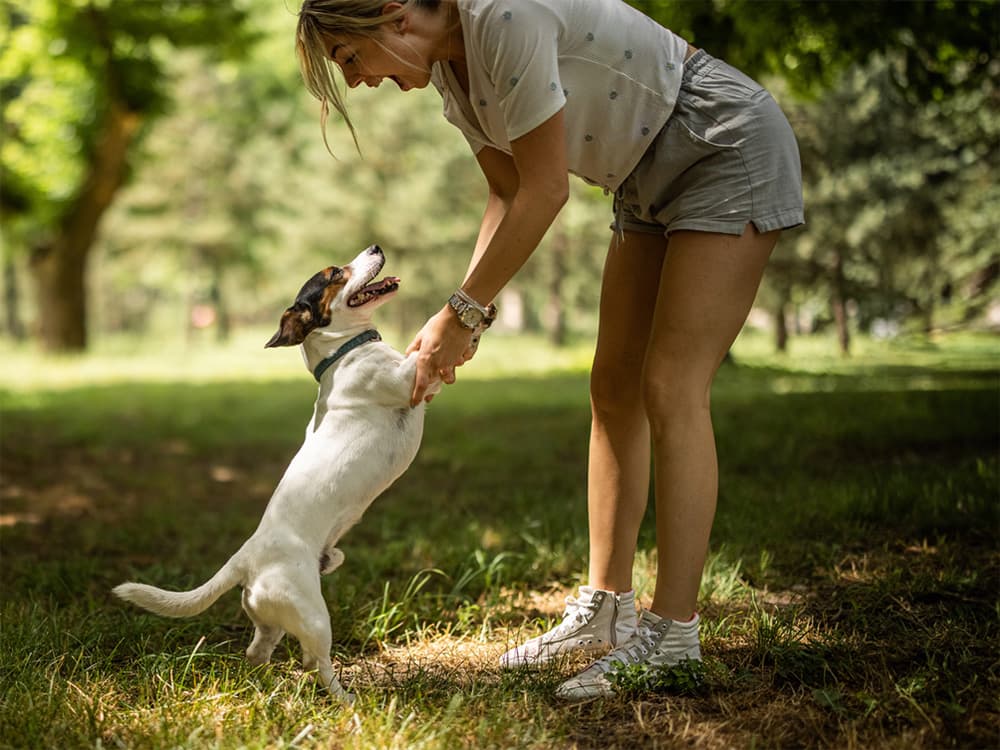 A “Last-Ditch Effort” Antibiotic May Help Cure the Mystery Dog Illness