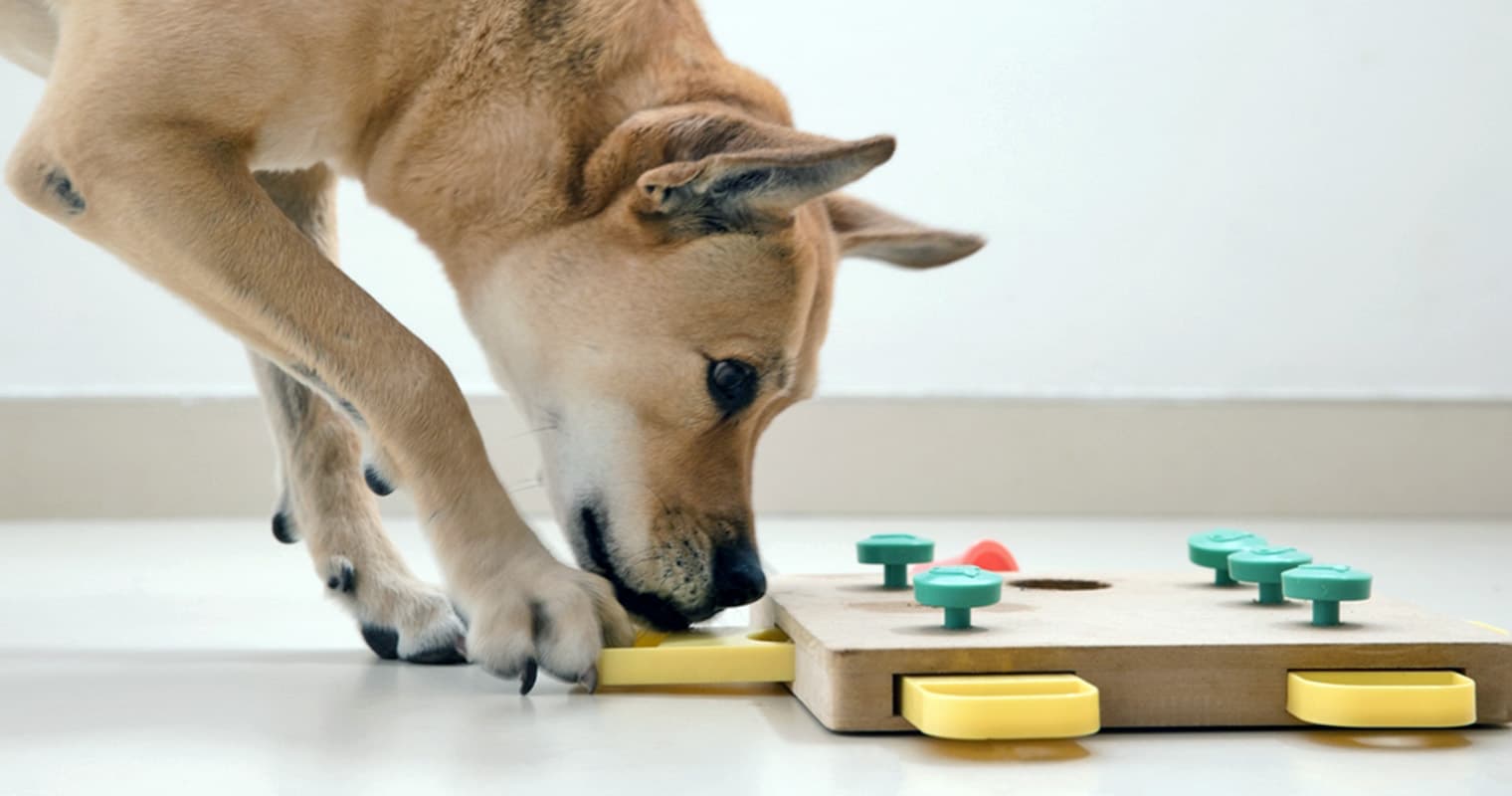 What Natural Remedy Can I Give My Dog For Anxiety?