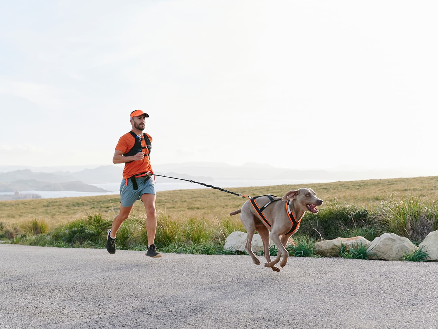 10 Athletic Dog Breeds That Will Keep You Busy