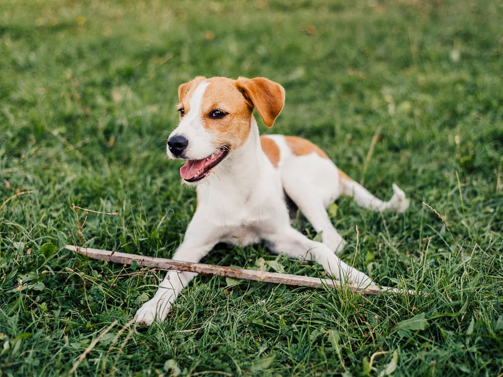 How to Keep your Lawn Free from Urine Spots
