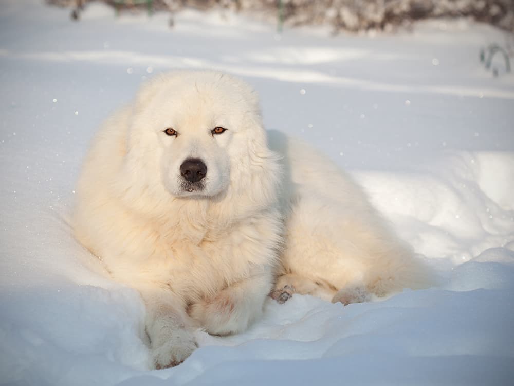 Maremma Sheepdogs: Penguin Protecting Pups