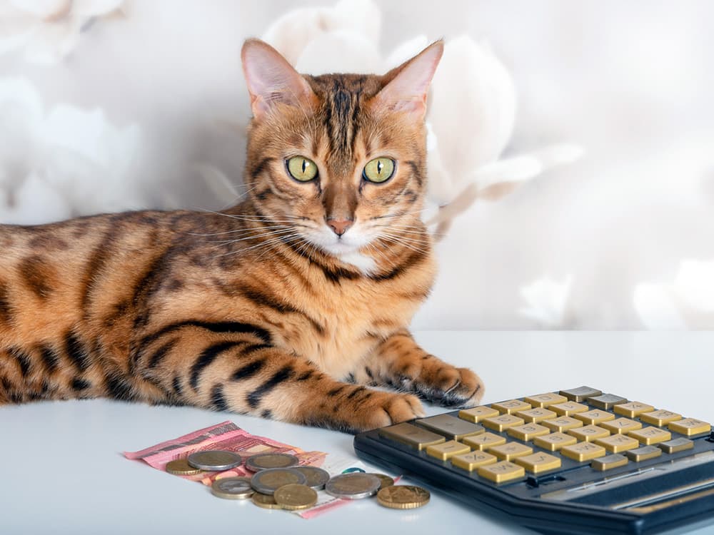 Kittens Are Smarter Than Puppies, Study Says—And Really Good at Math