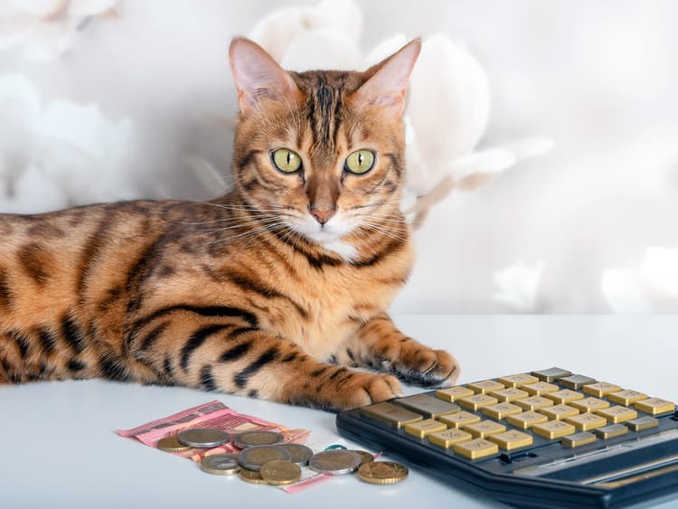 Kittens Are Smarter Than Puppies, Study Says—And Really Good at Math