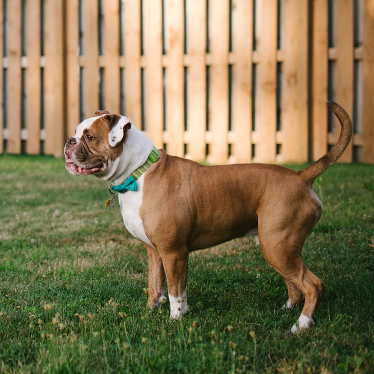 “How Do I Get My Dog to Stop Jumping at the Fence?”