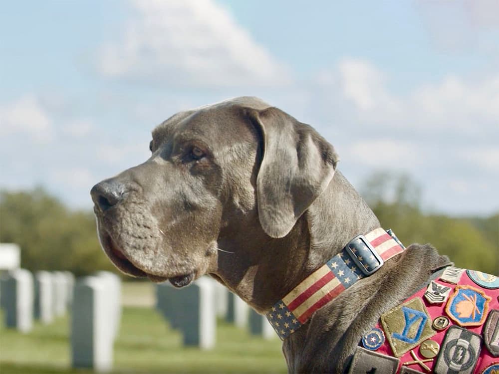 Meet Maverick: Winner of the 2023 American Humane Hero Dog Award