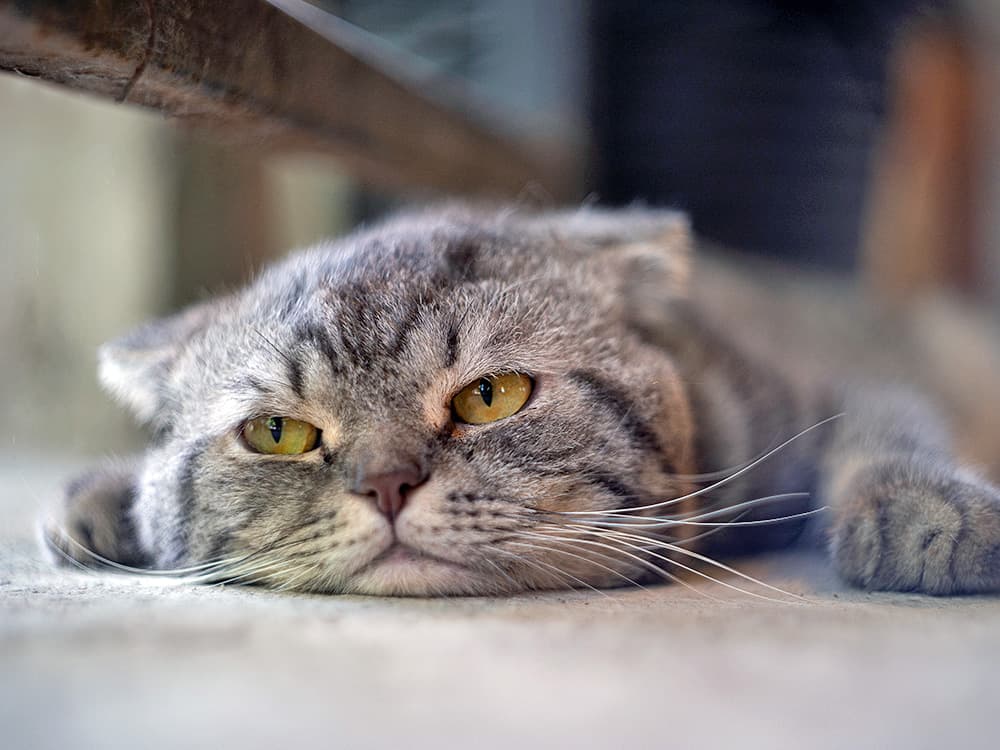 What Really Happens to Your Cat When You’re Too Busy to Play With Them