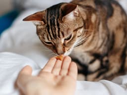 The Best Supplements and Vitamins for Cat Health