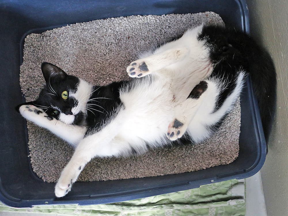 Why Is My Cat Chilling in the Litter Box?
