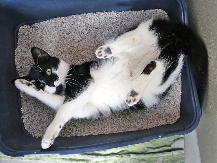Why Is My Cat Chilling in the Litter Box?