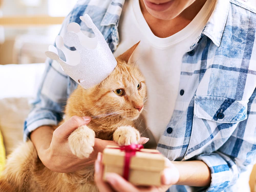 Cat-Age Chart: Calculating Your Cat’s Age in Human Years