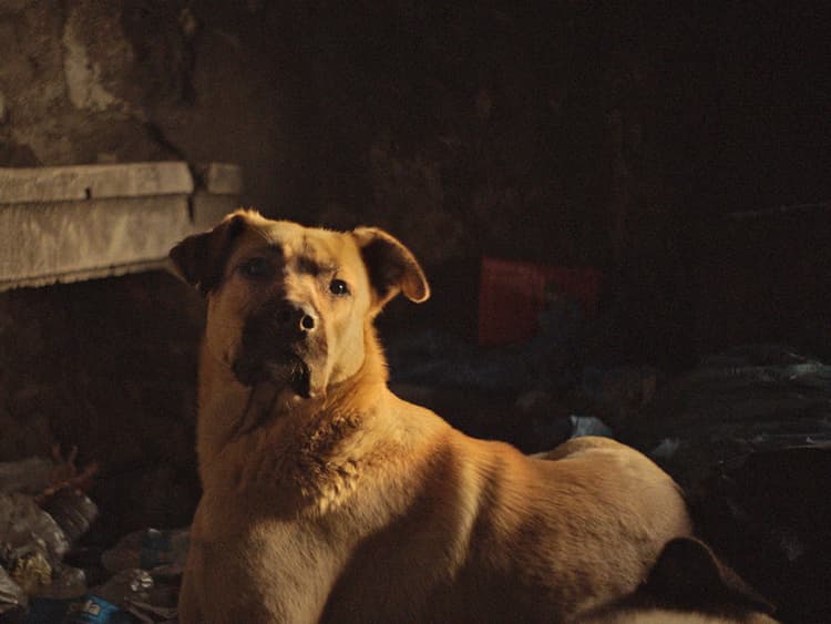 ‘Stray’ Review: A Documentary Masterpiece Capturing Istanbul’s Street Dogs