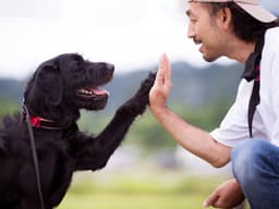 Patience Is the Best Thing You Can Give Your Dog During Training