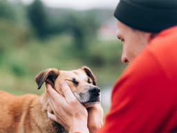 How to Manage Eye Inflammation in Dogs