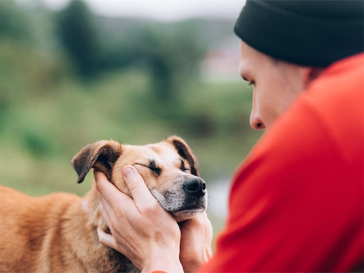 How to Manage Eye Inflammation in Dogs