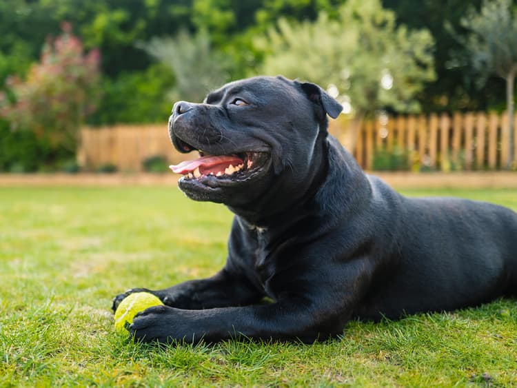 Why Is Your Dog Breathing Heavy?