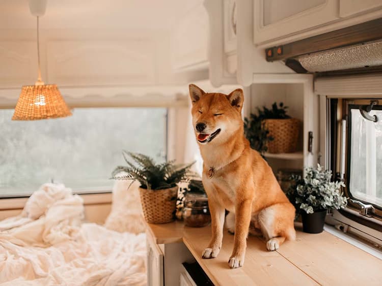 How Do I Stop My Dog From Counter Surfing?