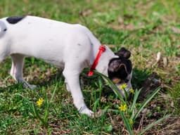 On Your Next Walk, Let Your Pup Follow Their Nose